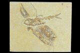 Detailed Fossil Fish (Knightia) - Wyoming #120431-1